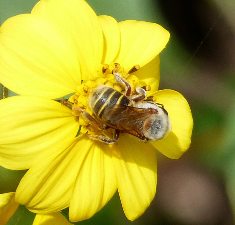 melipona beecheii. flickr gailhampshire