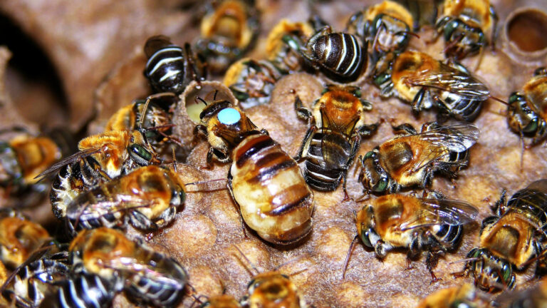 abeja melipona la abeja yucateca que produce miel con beneficios medicinales